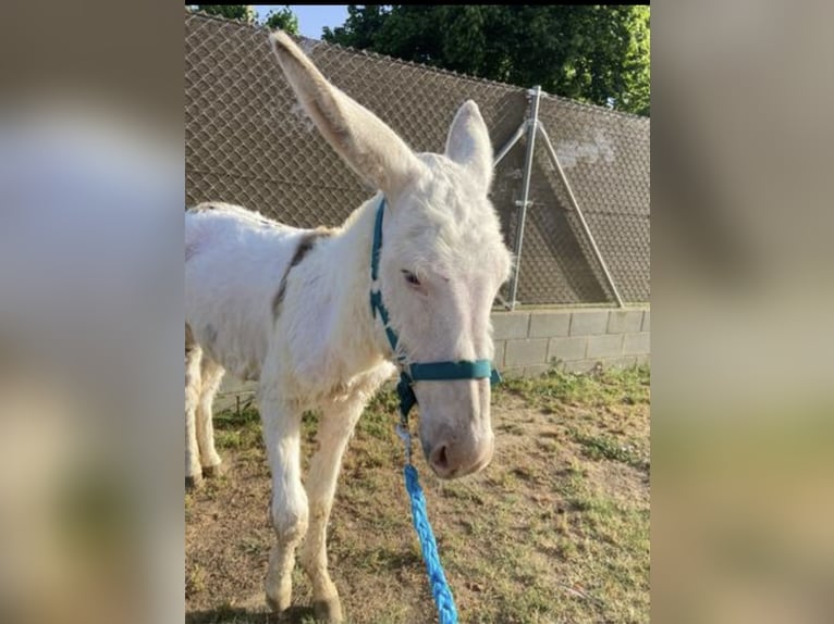 Ezel Merrie 1 Jaar 130 cm in Lliça D&#39;Amunt