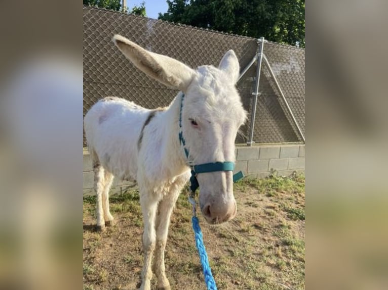 Ezel Merrie 1 Jaar 130 cm in Lliça D&#39;Amunt