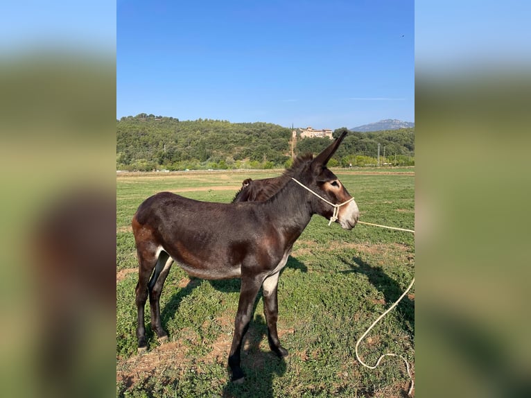 Ezel Merrie 1 Jaar 135 cm Zwart in berga, barcelona