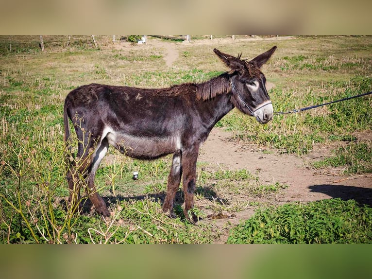 Ezel Merrie 4 Jaar 135 cm Donkerbruin in Sancraiu de Mureș