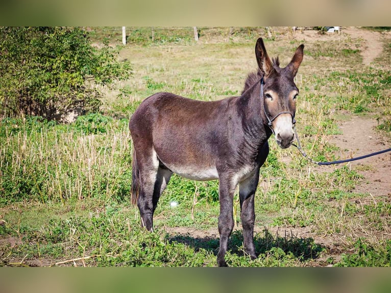 Ezel Merrie 4 Jaar 135 cm Donkerbruin in Sancraiu de Mureș
