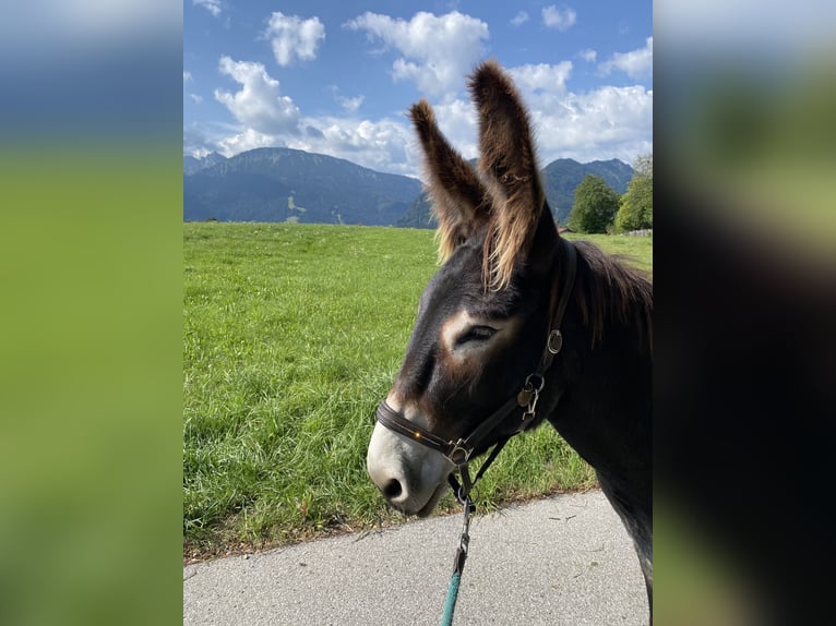 Ezel Merrie 4 Jaar 140 cm Zwartbruin in Pfronten