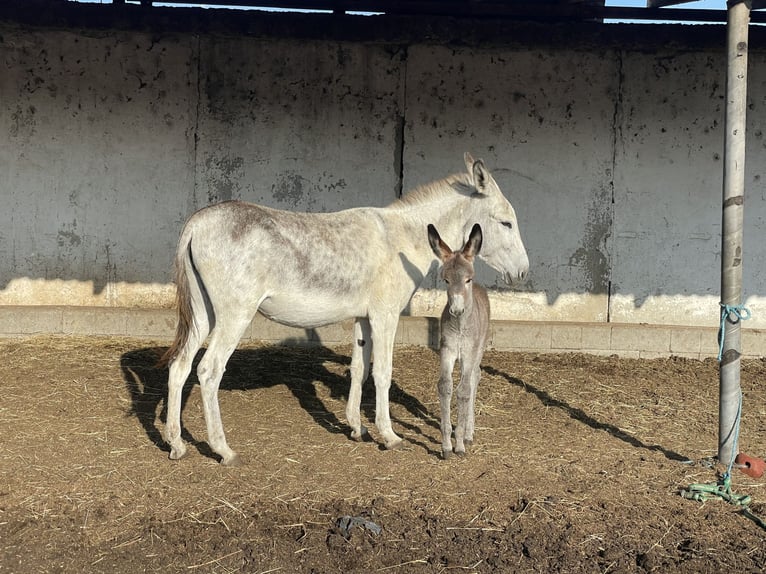 Ezel Merrie 4 Jaar 145 cm Schimmel in Si de Mureș
