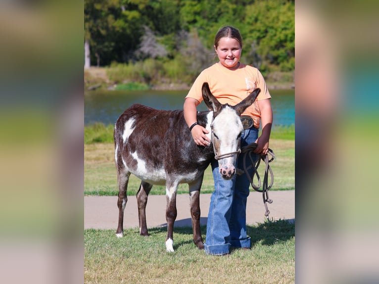 Ezel Merrie 4 Jaar 86 cm Gevlekt-paard in Forney
