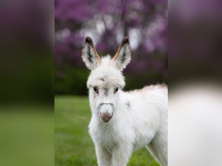 Ezel Merrie 4 Jaar 91 cm Gevlekt-paard in Berea