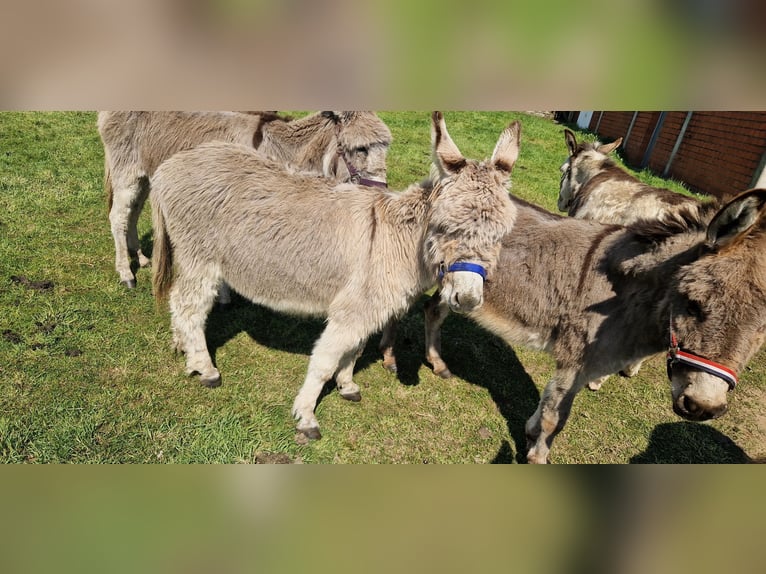 Ezel Merrie 5 Jaar 100 cm Bruin in Reken