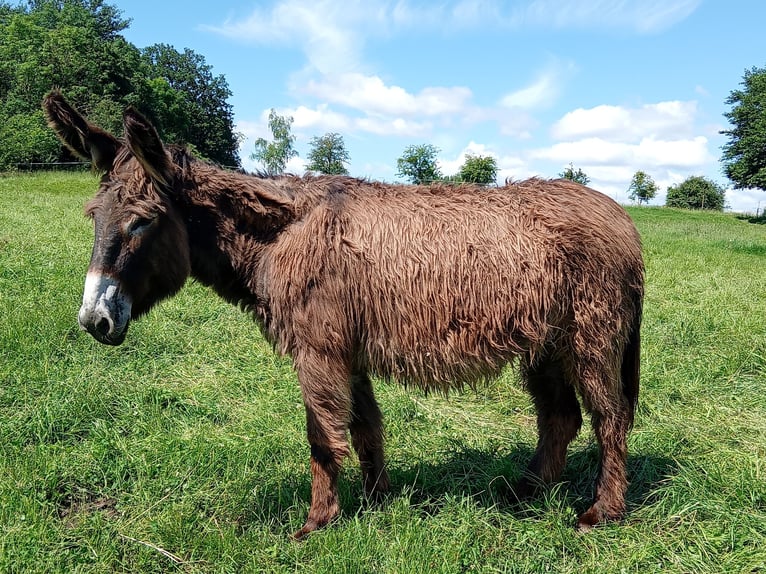 Ezel Merrie 5 Jaar 130 cm Lichtbruin in Malzy