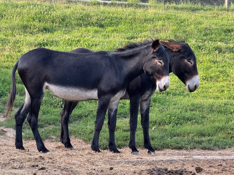 Ezel Merrie 5 Jaar 147 cm Donkerbruin in Bornich