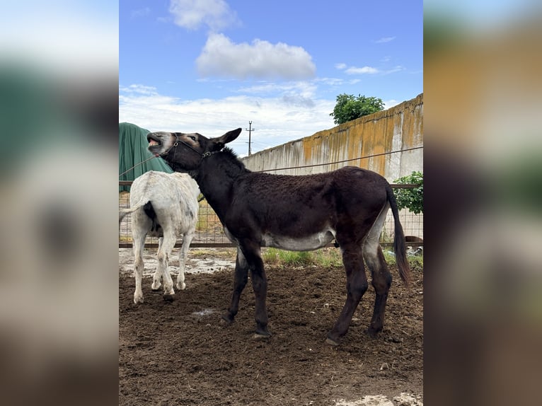 Ezel Merrie 6 Jaar 135 cm Lichtbruin in Sancraiu de Mureș