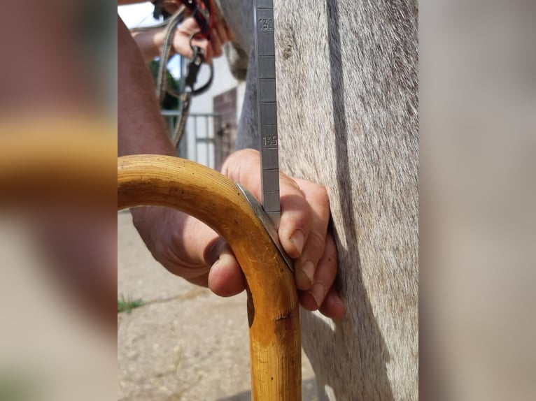 Ezel Merrie 6 Jaar 137 cm Zwartschimmel in Euskirchen