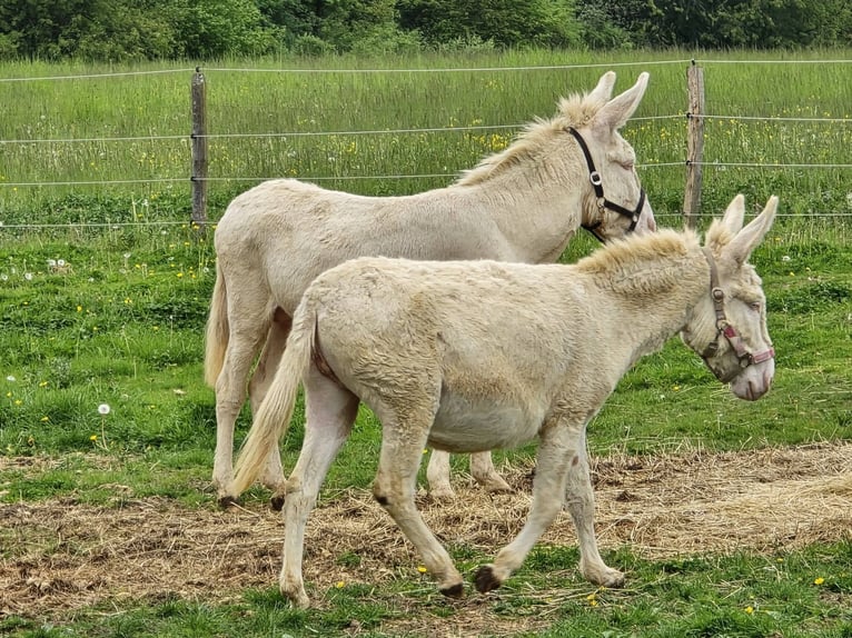 Ezel Merrie 7 Jaar 130 cm Cremello in Linkenbach