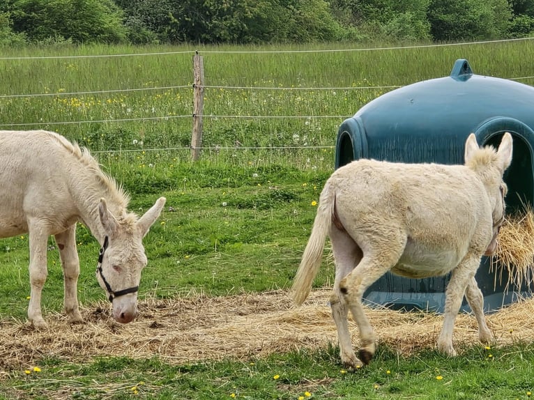 Ezel Merrie 7 Jaar 130 cm Cremello in Linkenbach
