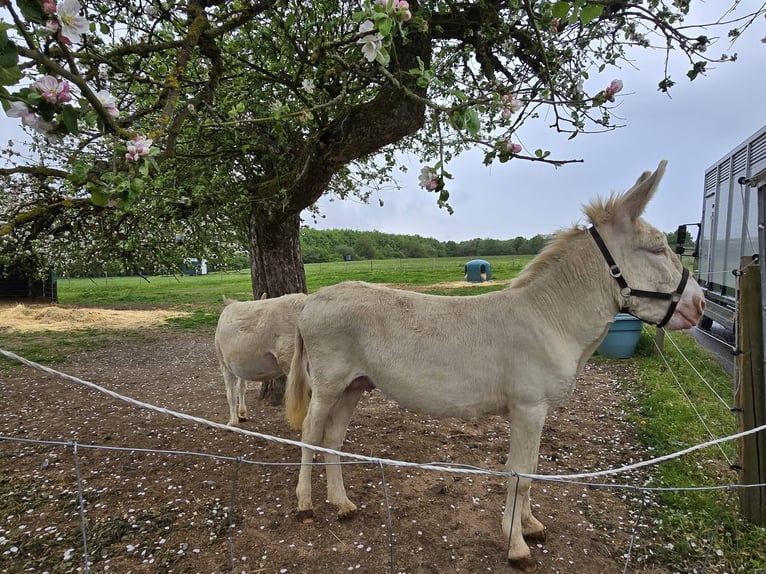 Ezel Merrie 7 Jaar 130 cm Cremello in Linkenbach