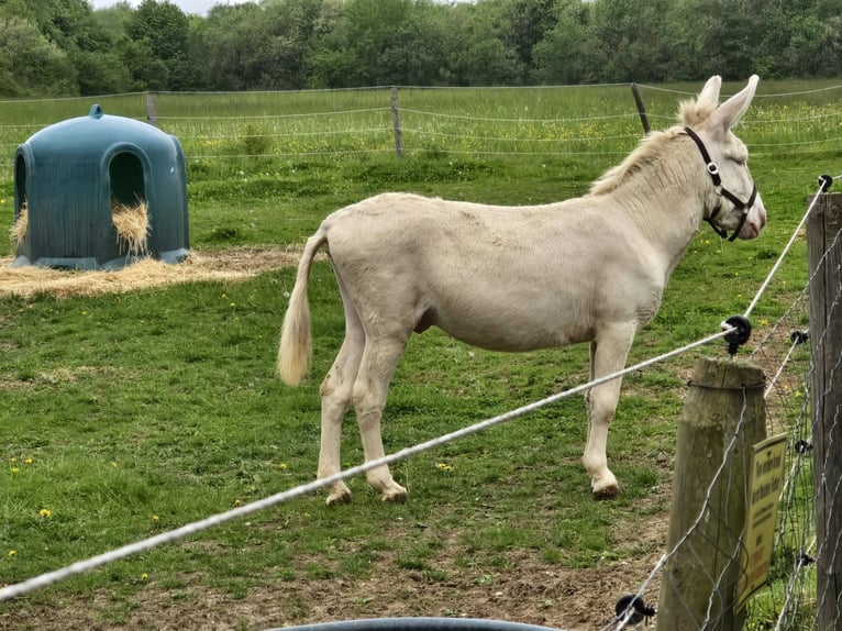Ezel Merrie 7 Jaar 130 cm Cremello in Linkenbach