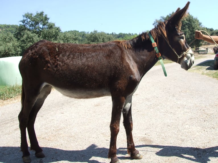 Ezel Merrie 9 Jaar 148 cm Zwart in BERGA, BARCELONA