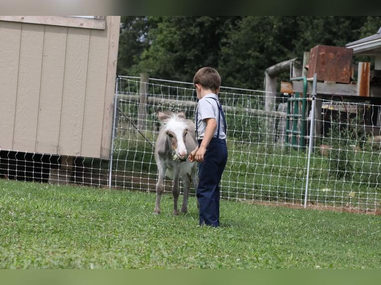 Ezel Merrie veulen (04/2024) Schimmel in Millersburg