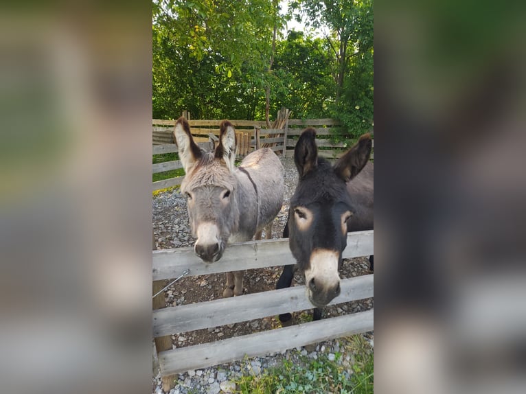 Ezel Ruin 10 Jaar 100 cm Falbe in Nassereith