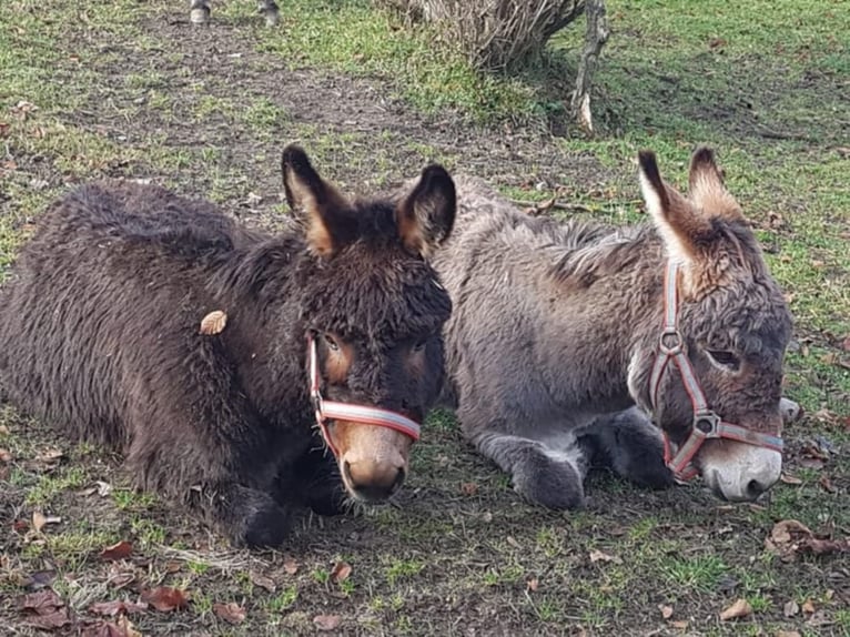 Ezel Ruin 10 Jaar 105 cm Bruin in Linkenbach