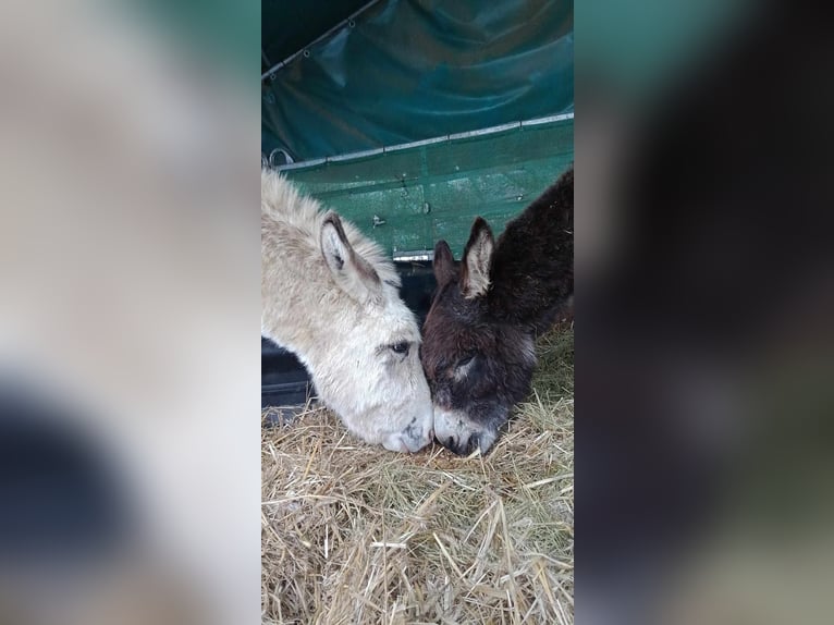 Ezel Ruin 10 Jaar 105 cm Bruin in Linkenbach