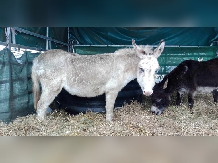 Ezel Ruin 10 Jaar 105 cm Bruin in Linkenbach