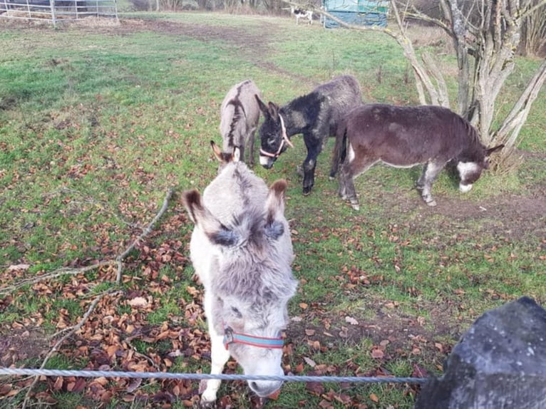 Ezel Ruin 10 Jaar 105 cm Bruin in Linkenbach