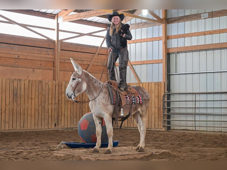 Ezel Ruin 10 Jaar 147 cm Roan-Red in Hastings