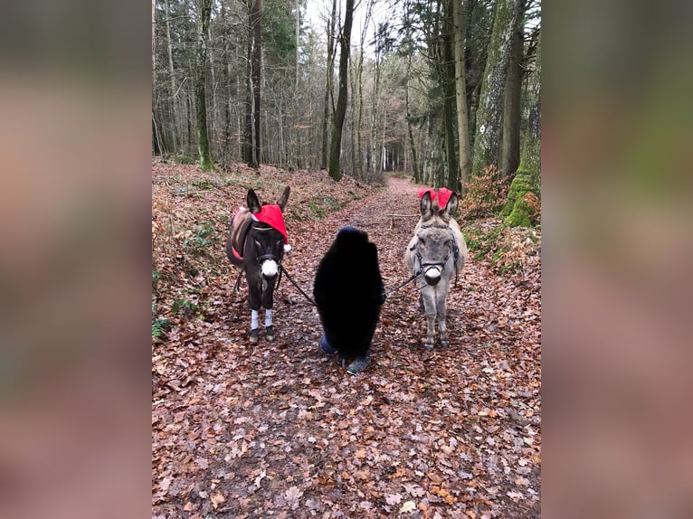 Ezel Ruin 18 Jaar 105 cm Lichtbruin in Bad Saulgau