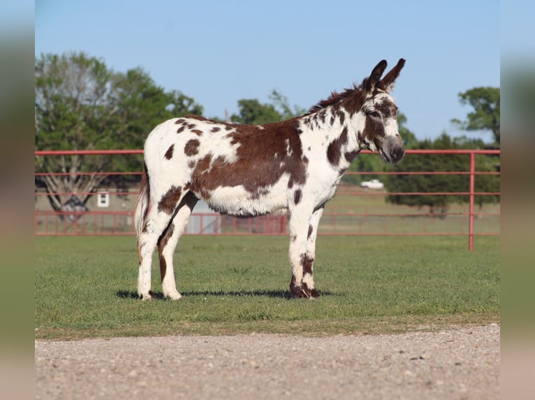 Ezel Ruin 5 Jaar 117 cm Gevlekt-paard in Grand Saline