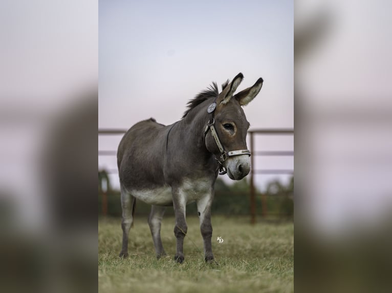 Ezel Ruin 5 Jaar 89 cm Schimmel in Quitman