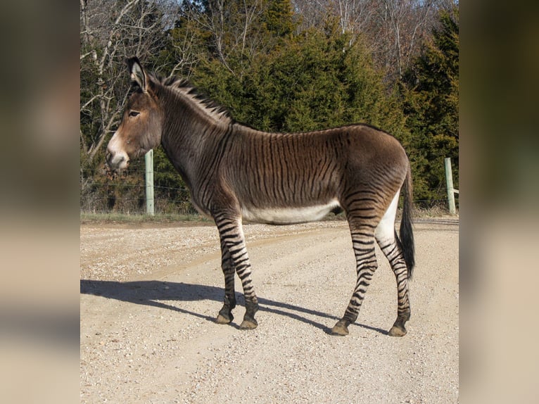 Ezel Mix Ruin 6 Jaar 142 cm Roodbruin in Owensville