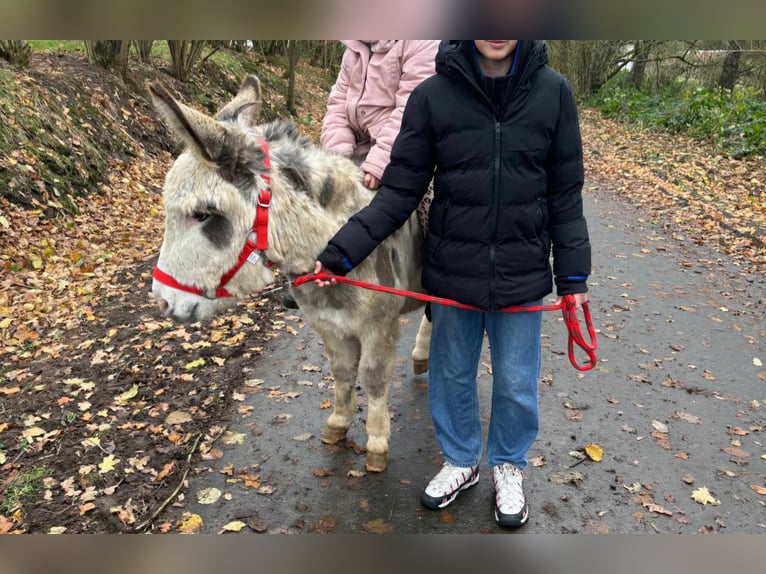 Ezel Ruin 9 Jaar 110 cm Gevlekt-paard in Linkenbach