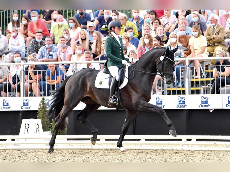 FAIR DEAL Oldenburg Stallone  in Moritzburg