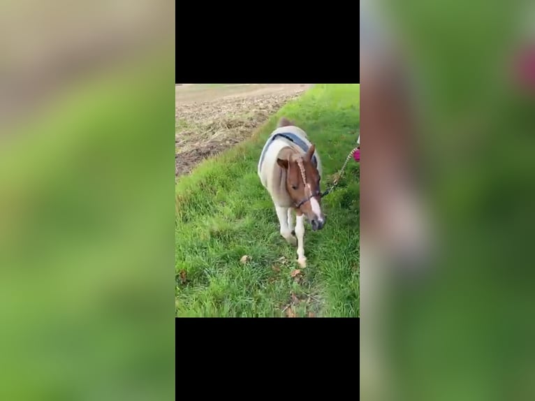 Falabella Caballo castrado 9 años 89 cm Pío in Münzenberg