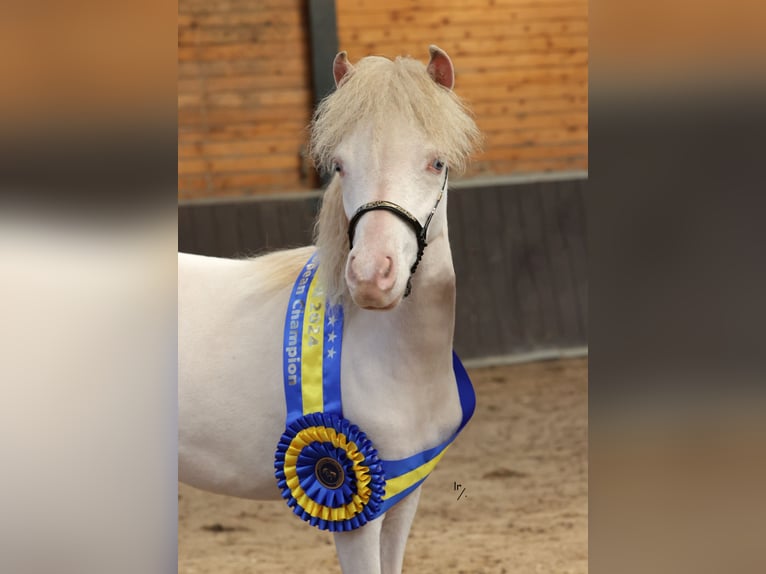 Falabella Étalon 1 Année 84 cm Perlino in Sint Nicolaasga