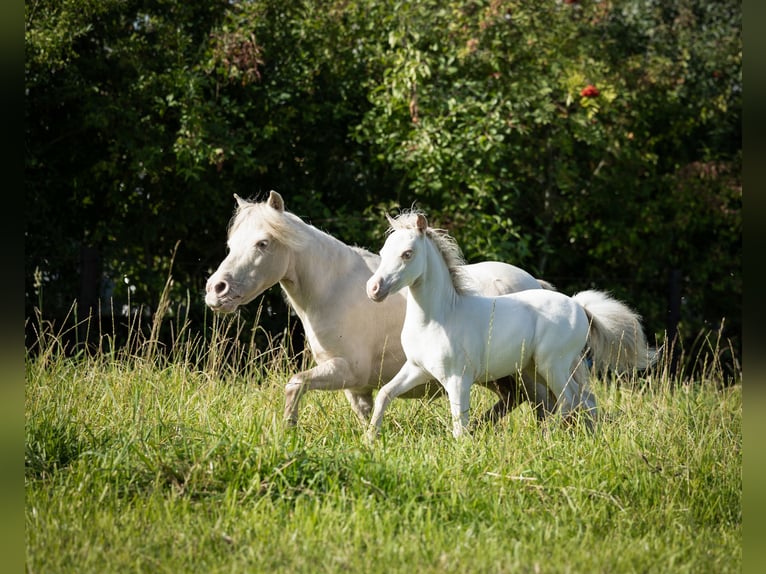 Falabella Étalon 1 Année 84 cm Perlino in Sint Nicolaasga