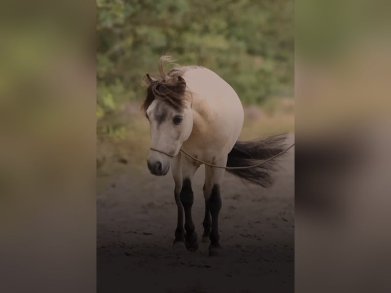 Falabella Étalon 1 Année 84 cm Perlino in Sint Nicolaasga