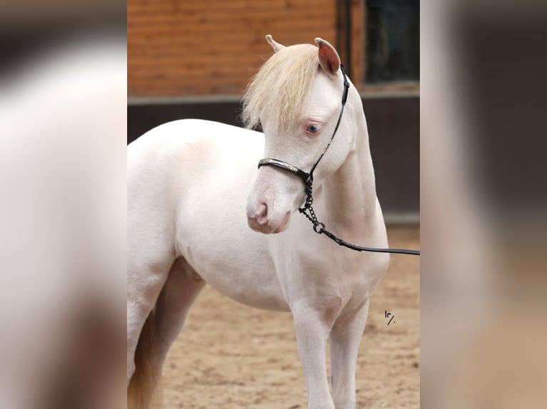 Falabella Étalon 1 Année 84 cm Perlino in Sint Nicolaasga