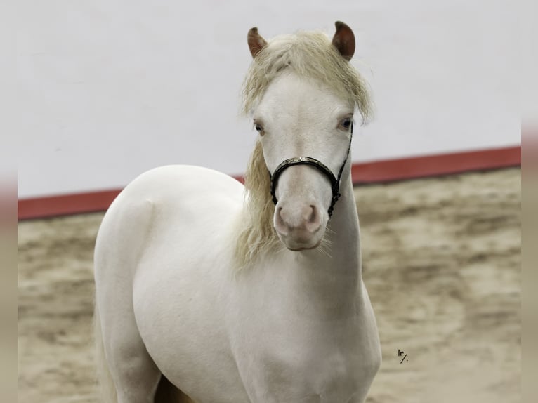 Falabella Étalon 1 Année 84 cm Perlino in Sint Nicolaasga