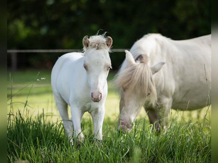 Falabella Étalon 1 Année 84 cm Perlino in Sint Nicolaasga