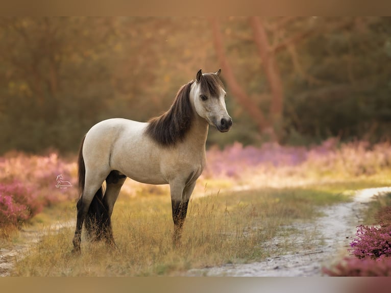 Falabella Étalon 1 Année 84 cm Perlino in Sint Nicolaasga