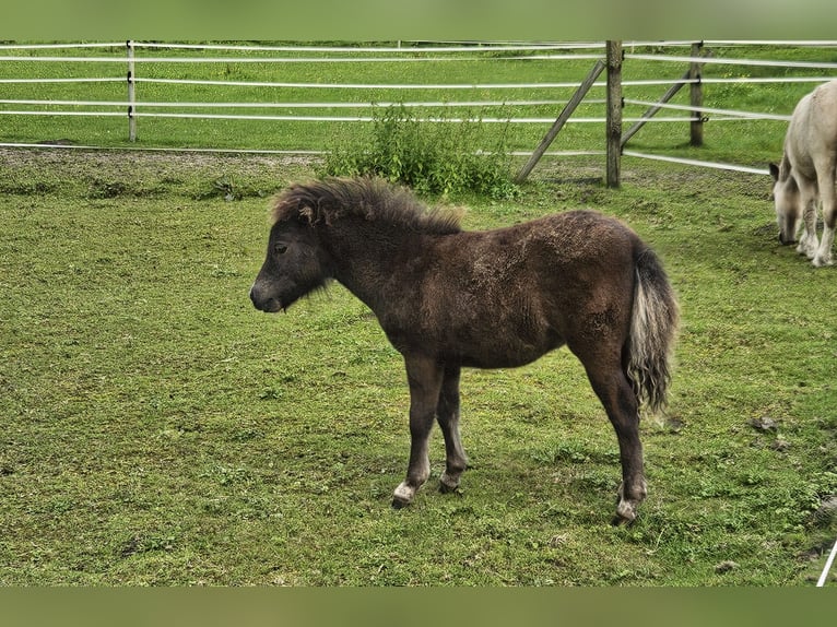 Falabella Étalon 1 Année Léopard in GROBBENDONK