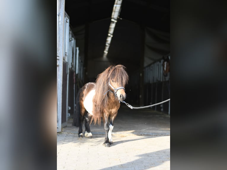 Falabella Étalon 2 Ans 85 cm Pinto in Geilenkirchen