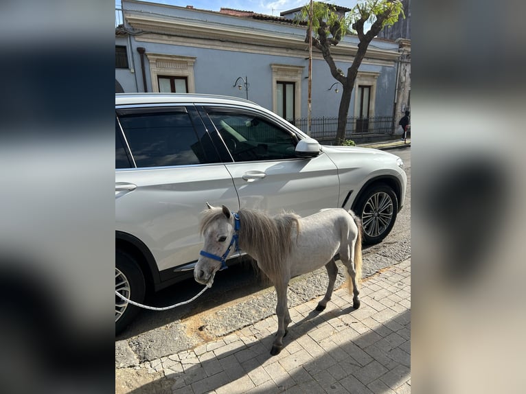 Falabella Étalon 3 Ans 80 cm Gris in Solarino