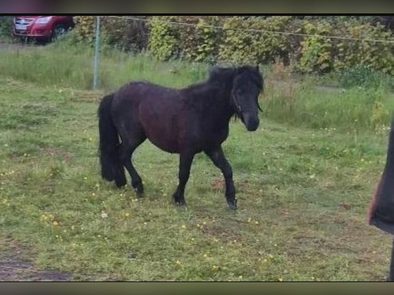 Falabella Étalon 3 Ans 94 cm  in Leezdorf