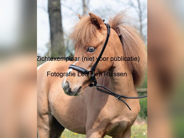 Falabella Étalon 4 Ans 90 cm Alezan in Schüttorf
