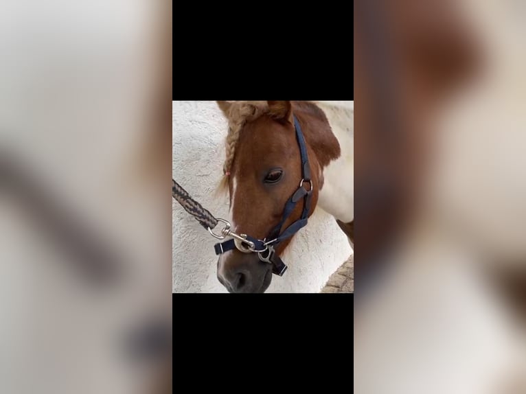 Falabella Gelding 8 years 8,2 hh Pinto in M&#xFC;nzenberg