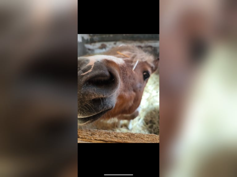 Falabella Gelding 8 years 9,1 hh Pinto in M&#xFC;nzenberg