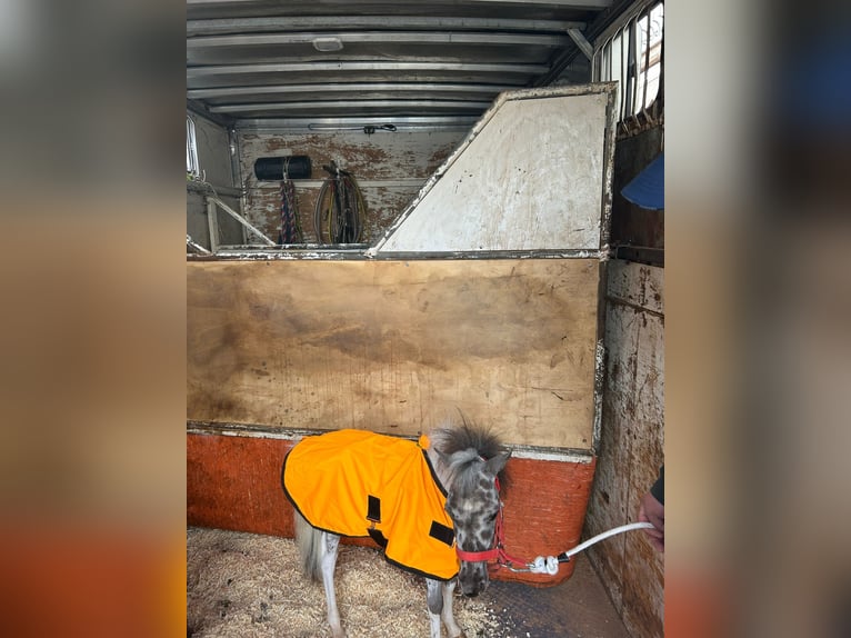 Falabella Hengst 1 Jaar 70 cm Appaloosa in Solarino