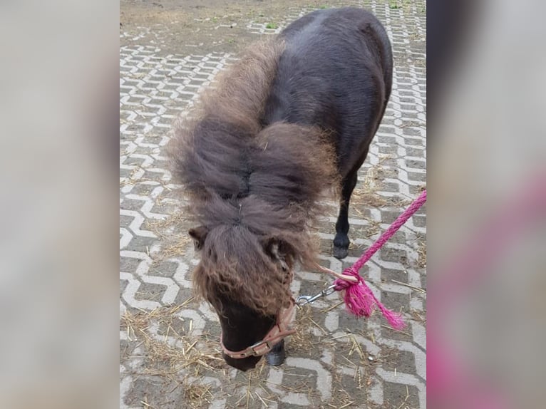 Falabella Hengst 1 Jaar 75 cm Donkerbruin in Upgant-Schott