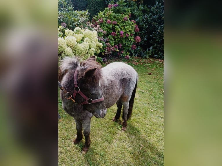 Falabella Hengst 1 Jaar 80 cm Appaloosa in Vledder